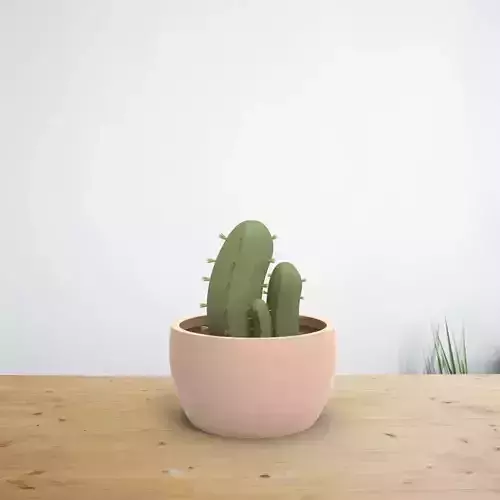 Cactus on a pot