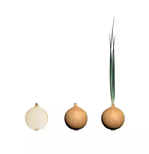 Onion three types 3D model