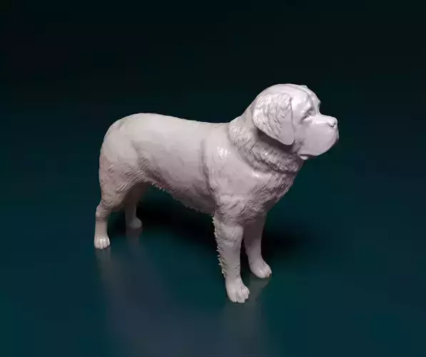 Saint Bernard dog 3D print model