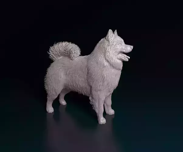 Samoyed dog 3D print model
