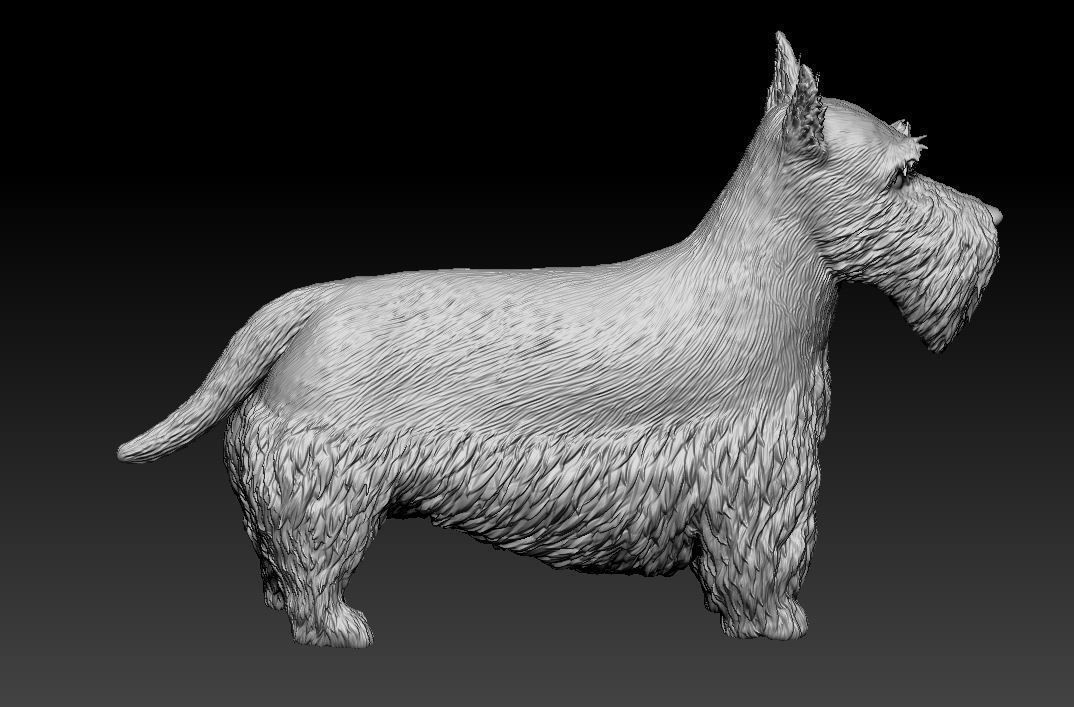 Scottish terrier 3D print model_9