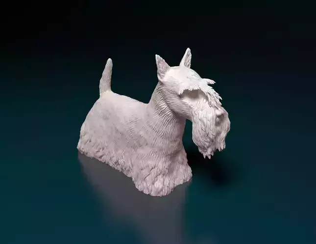 Scottish terrier