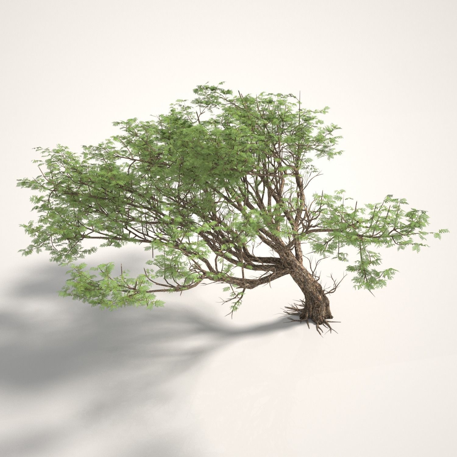 ACACIA TREE PACK - 3 TREES 3D model 3D model_3