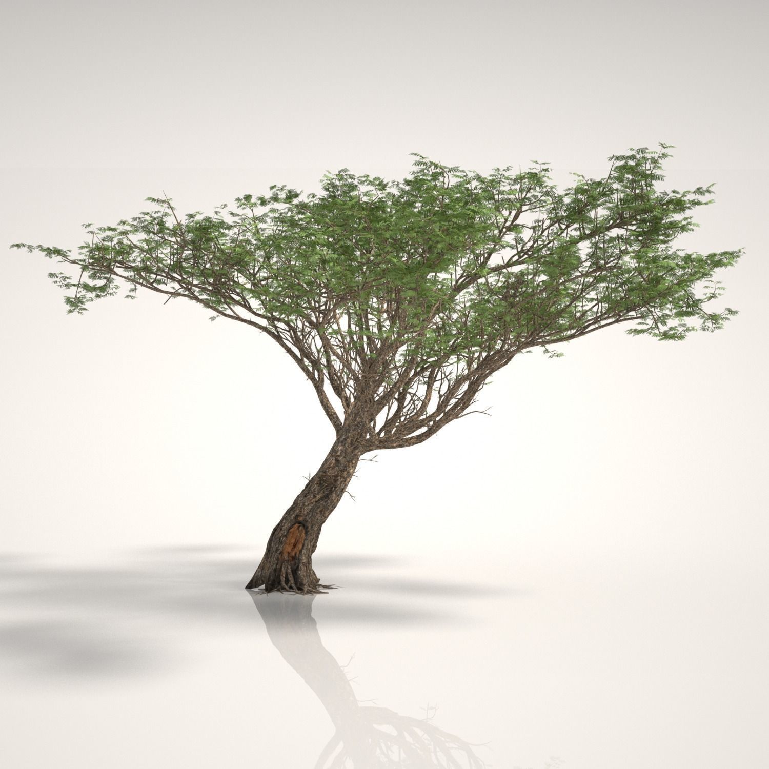 ACACIA TREE PACK - 3 TREES 3D model 3D model_1