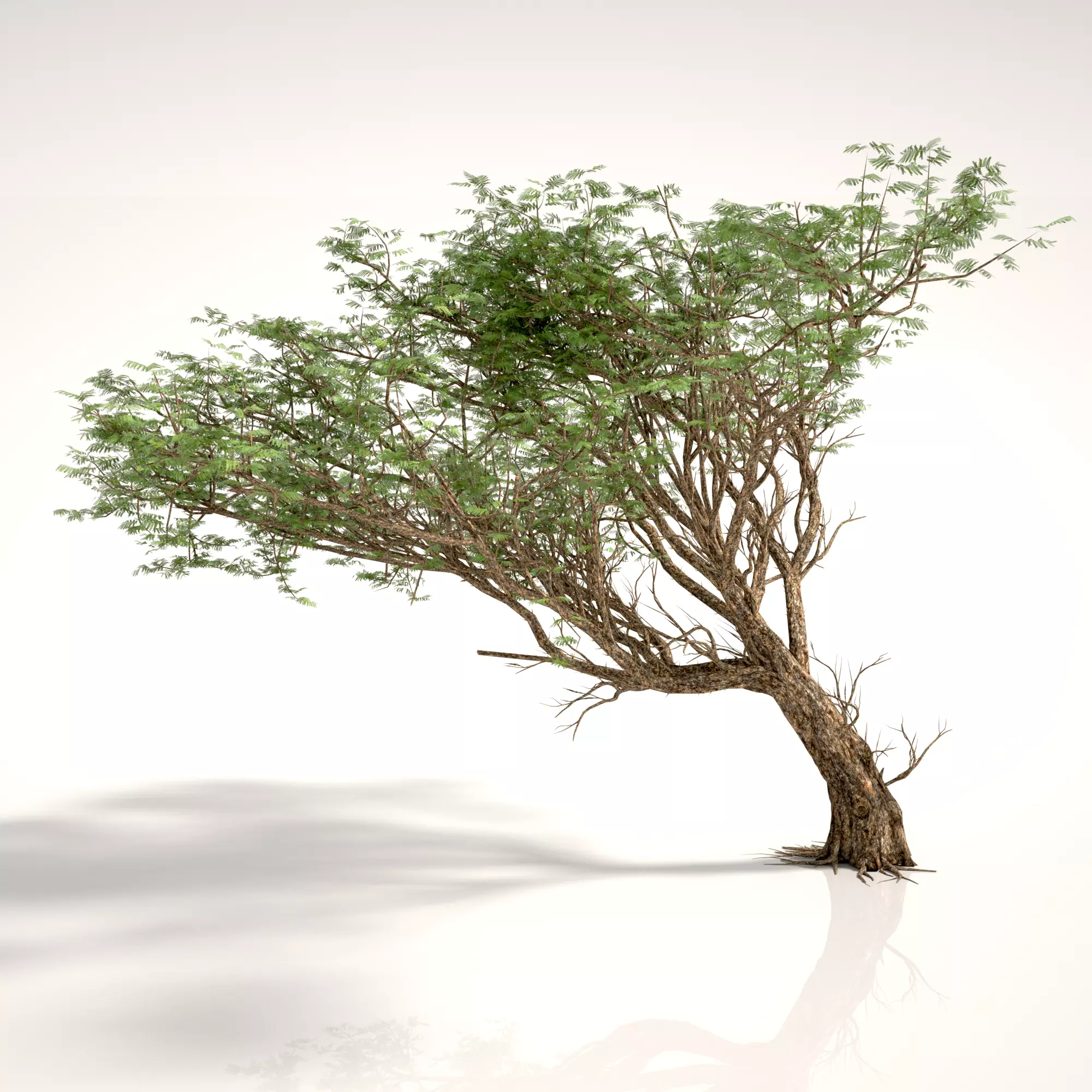 ACACIA TREE PACK - 3 TREES 3D model 3D model_0