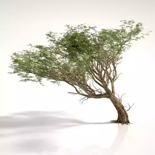 ACACIA TREE PACK - 3 TREES 3D model 3D model