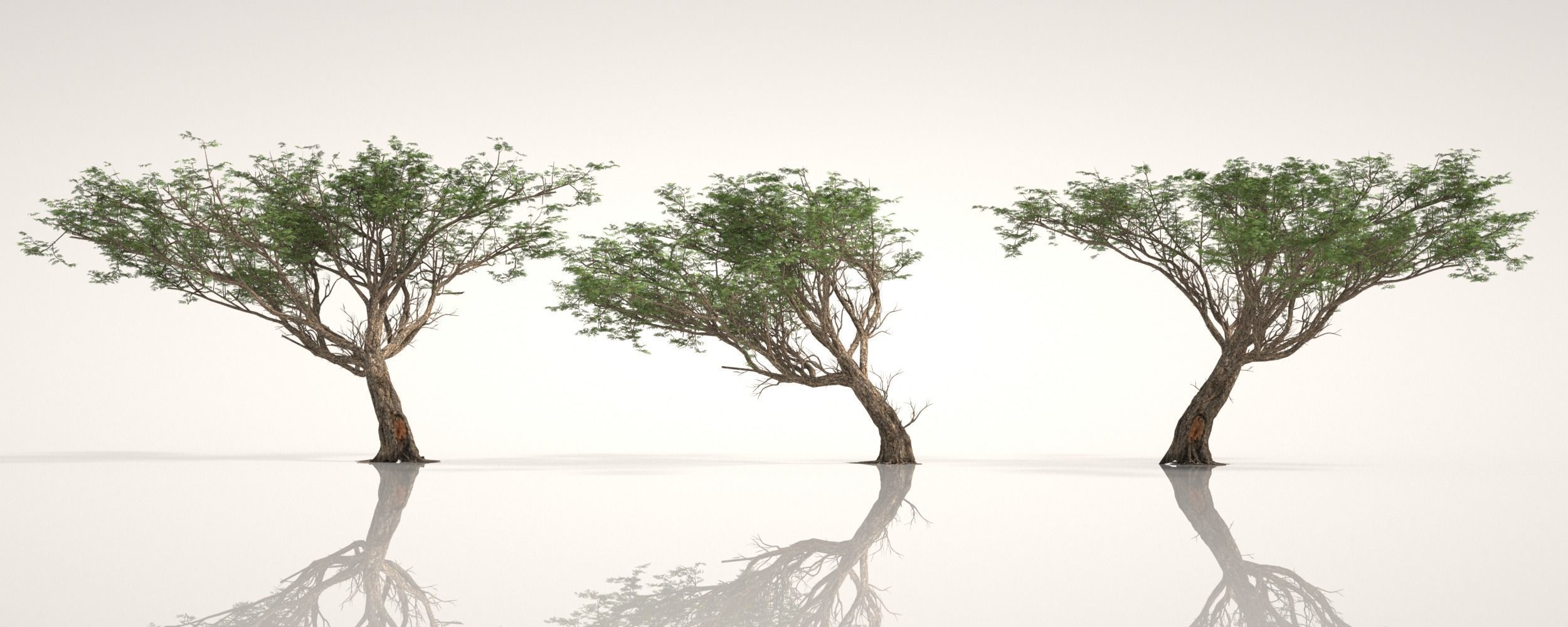 ACACIA TREE PACK - 3 TREES 3D model 3D model_4