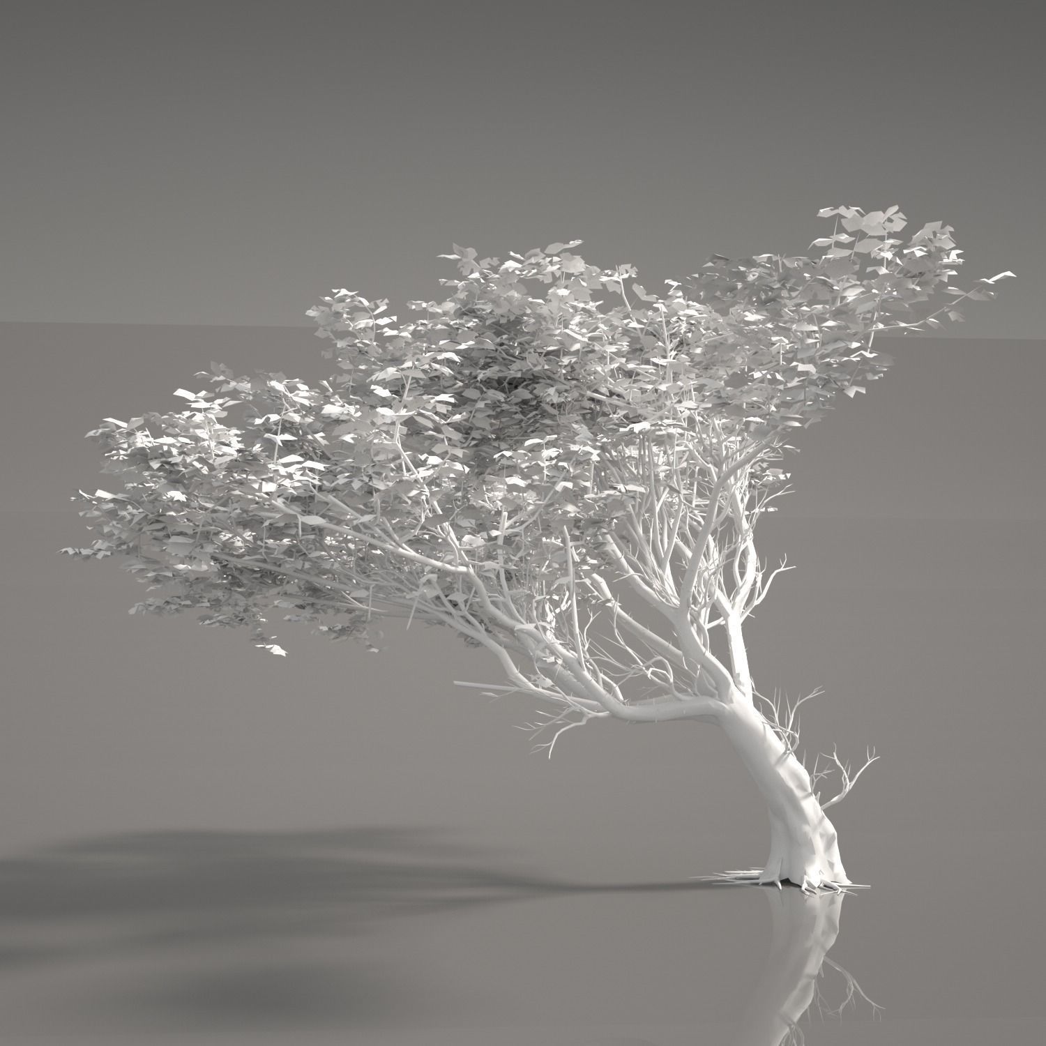 ACACIA TREE PACK - 3 TREES 3D model 3D model_6