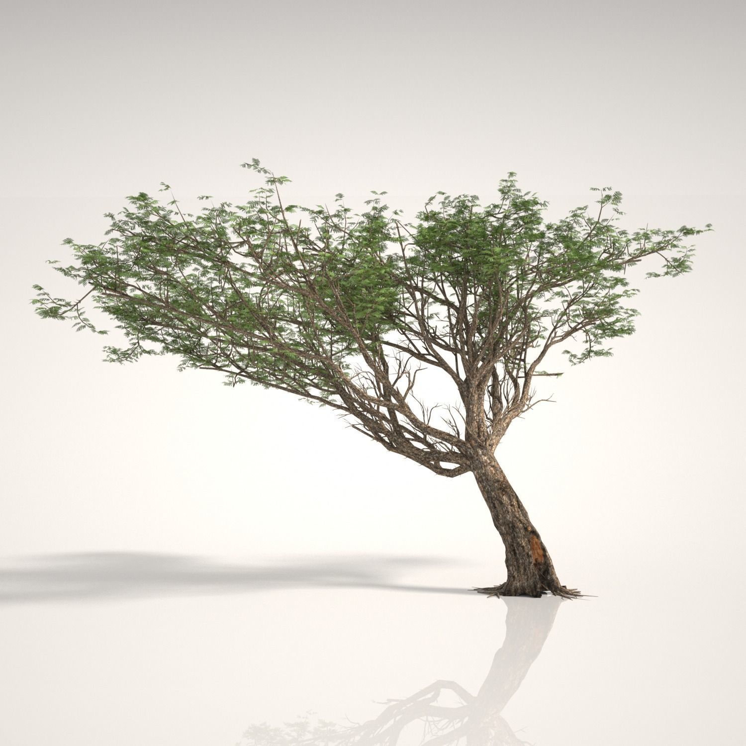 ACACIA TREE PACK - 3 TREES 3D model 3D model_2