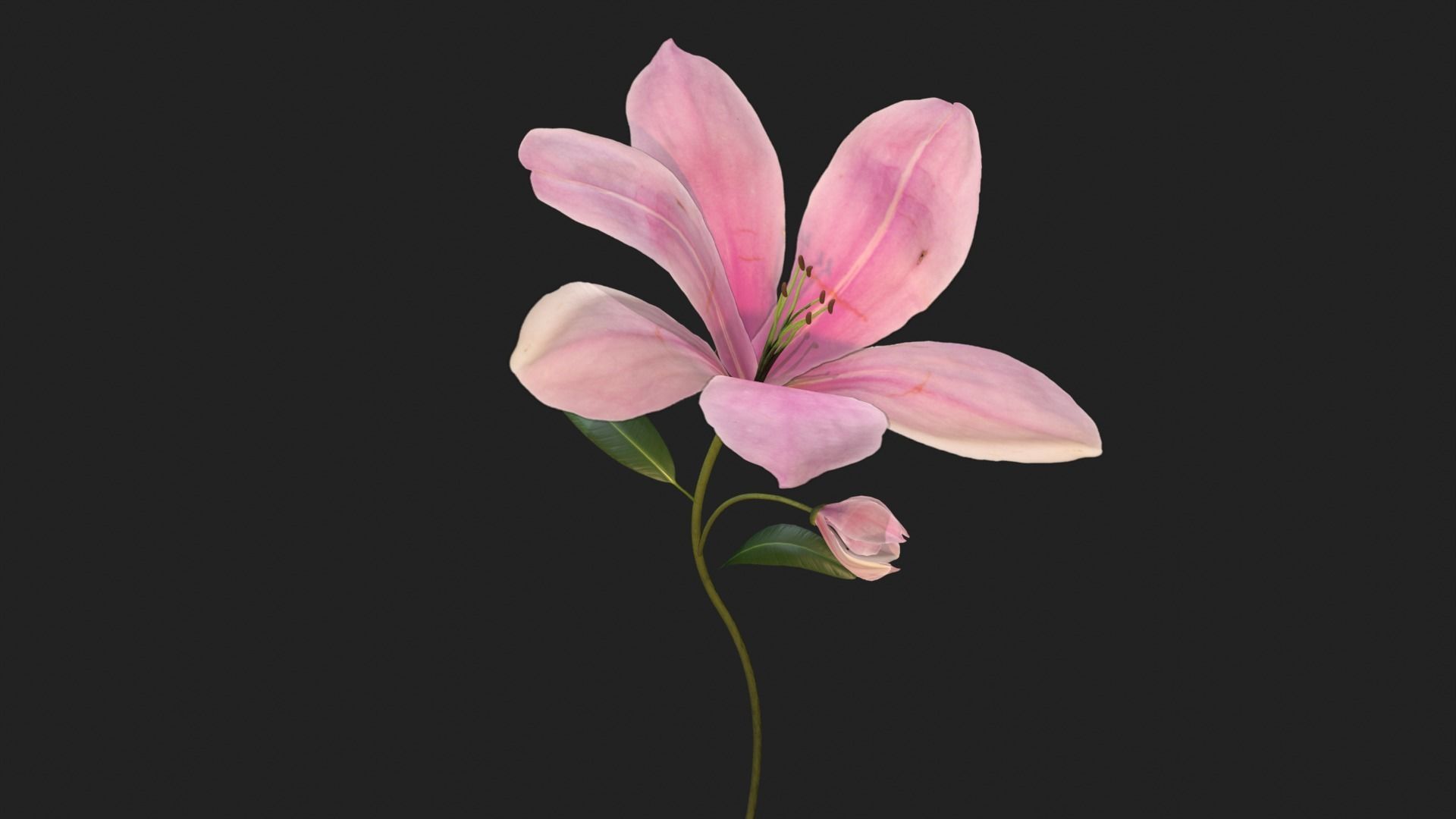 Lily Magnolia Flower Rigged and Animated Low-poly 3D model_3