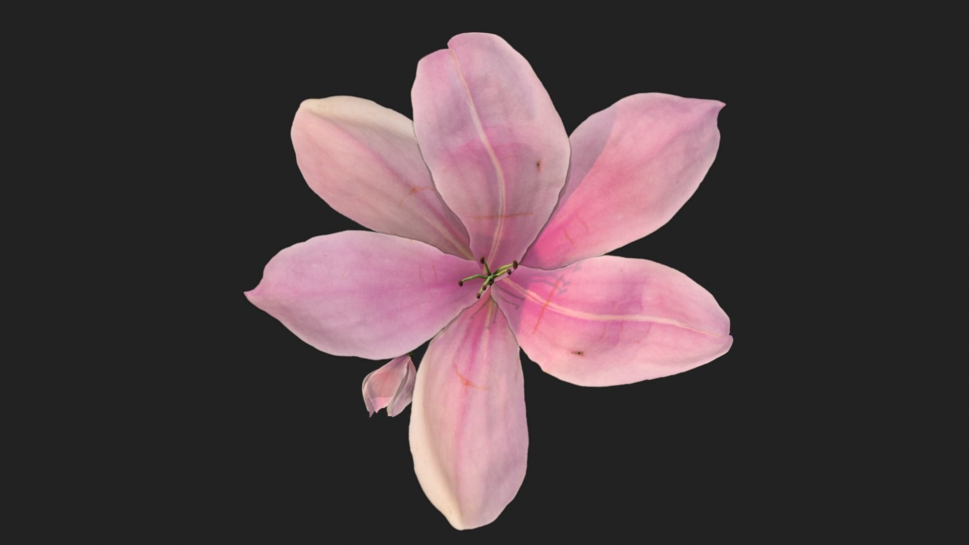 Lily Magnolia Flower Rigged and Animated Low-poly 3D model_2