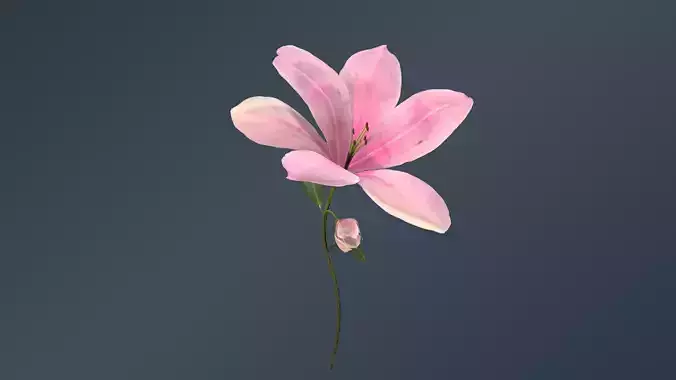 Lily Magnolia Flower Rigged and Animated Low-poly 3D model