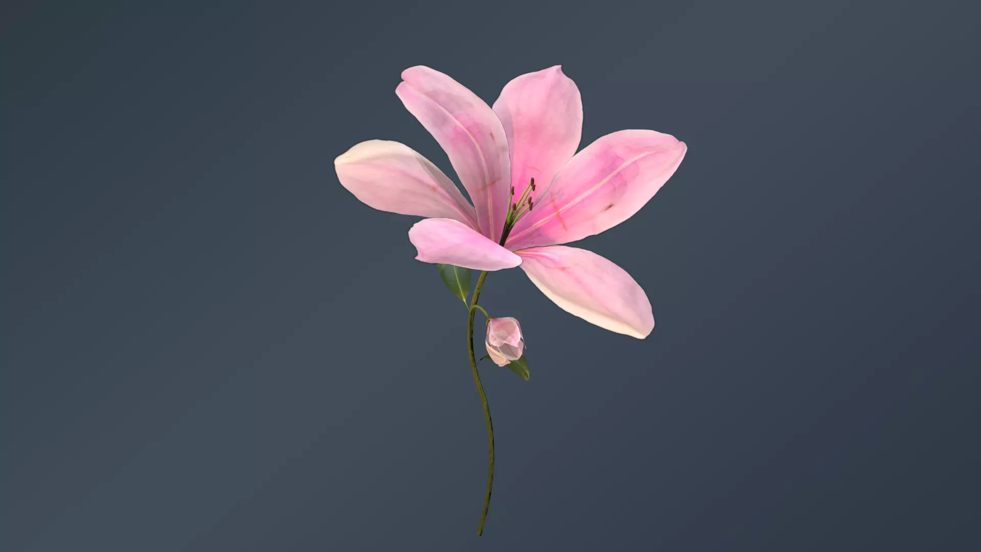 Lily Magnolia Flower Rigged and Animated Low-poly 3D model_0