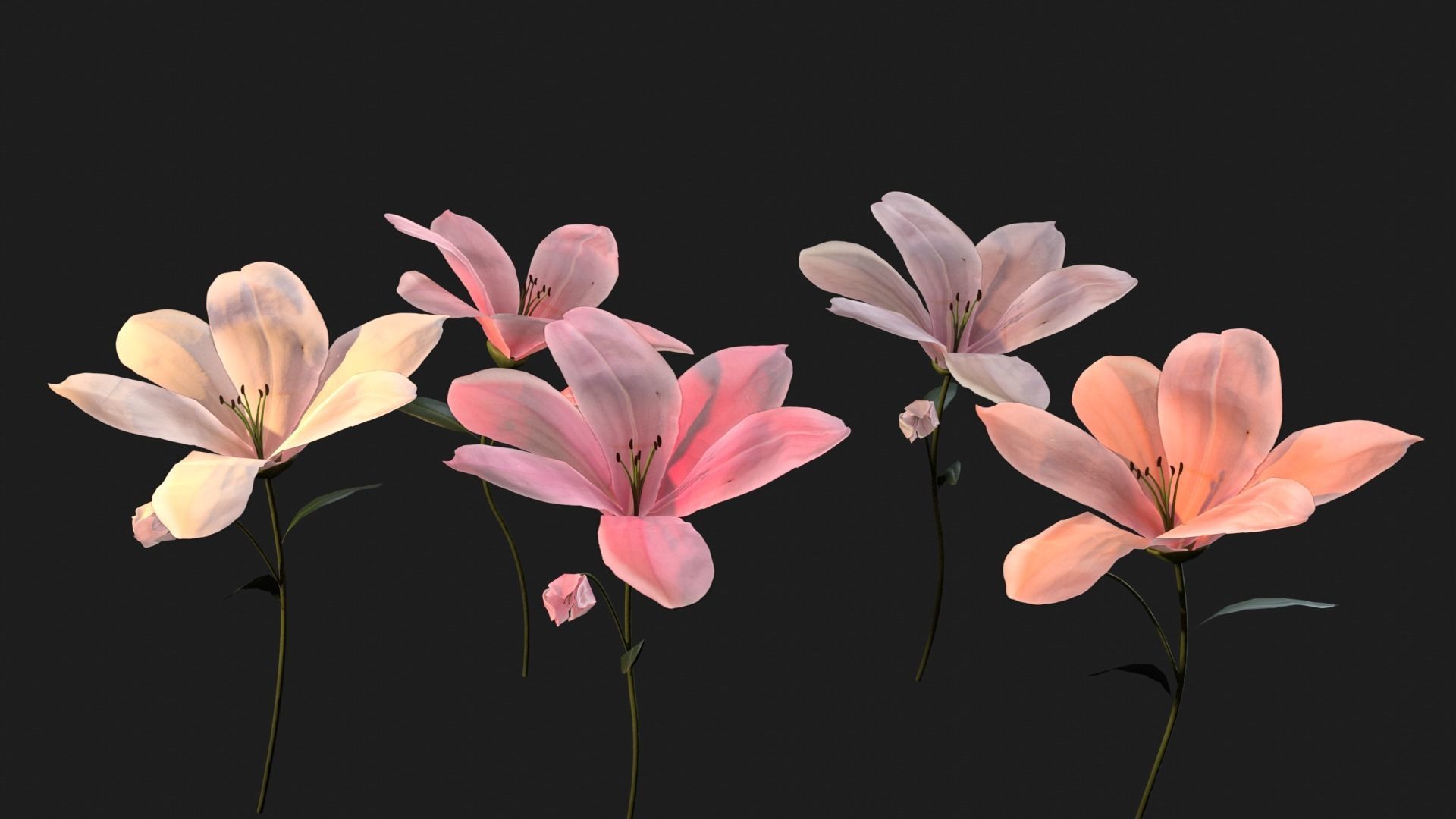 Lily Magnolia Flower Rigged and Animated Low-poly 3D model_6