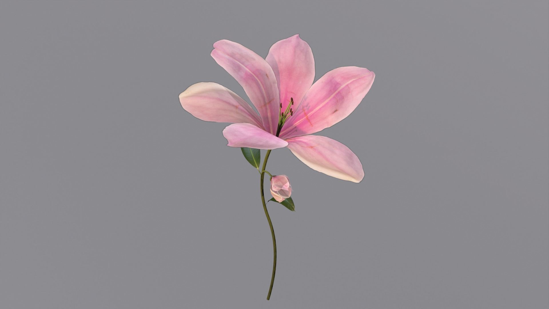 Lily Magnolia Flower Rigged and Animated Low-poly 3D model_4