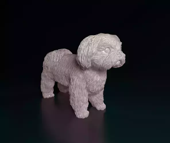 Shih Tzu dog 3D print model