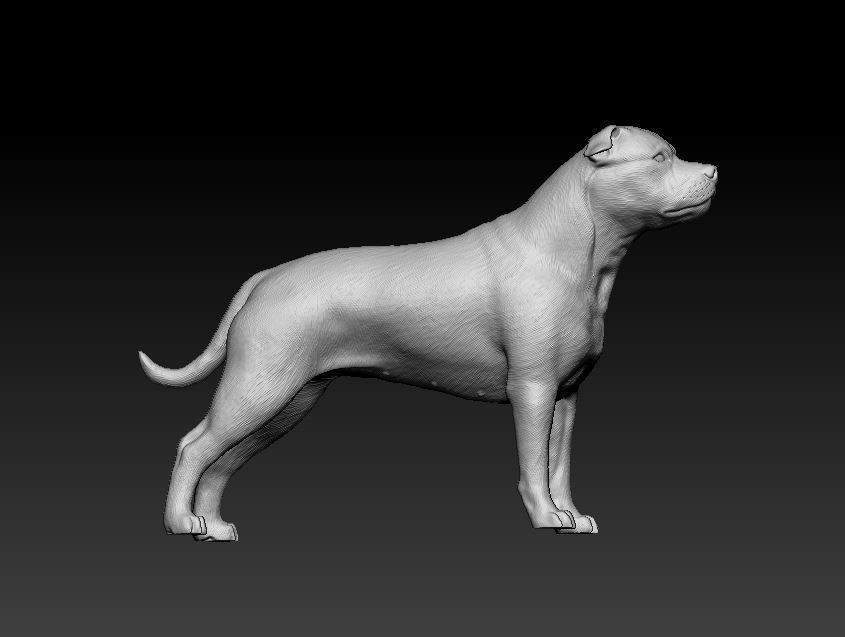 Staffordshire bull terrier 1 3D print model_7