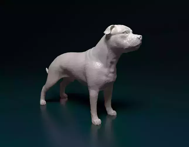 Staffordshire bull terrier 1