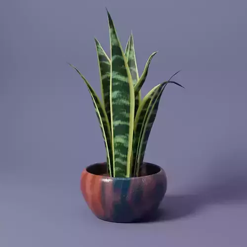 Snake Plant 3D model