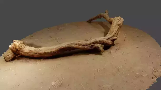 3D Scan Tree Limb Over Dusty Soil LPoly
