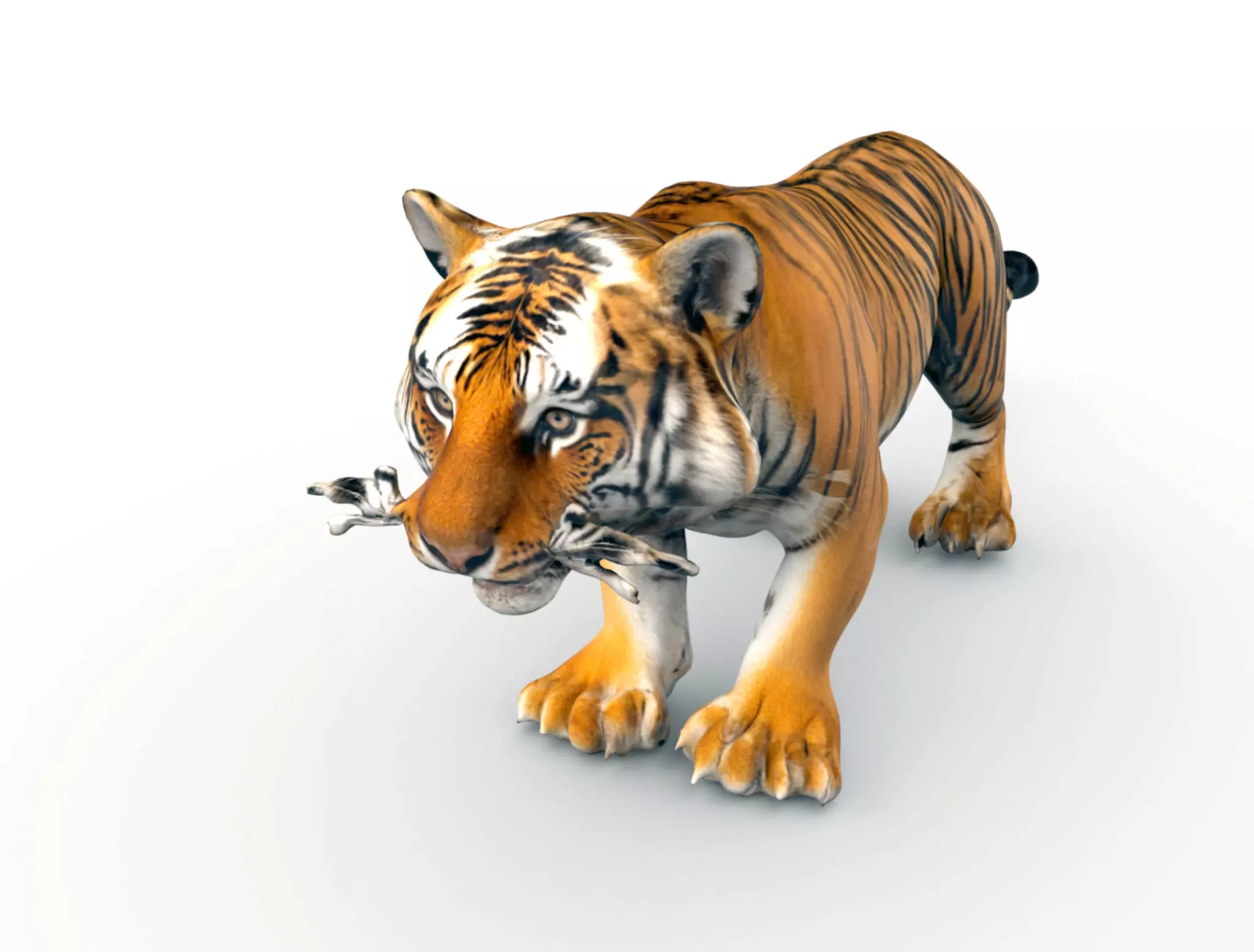 Bengal Tiger 3D Model  3D model_0