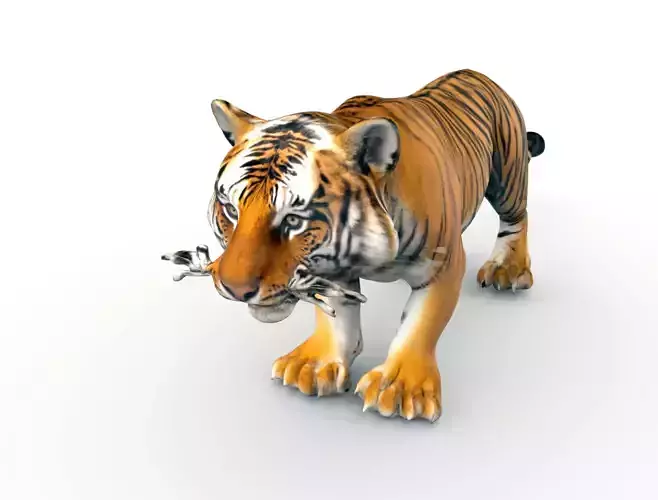 Bengal Tiger 3D Model  3D model