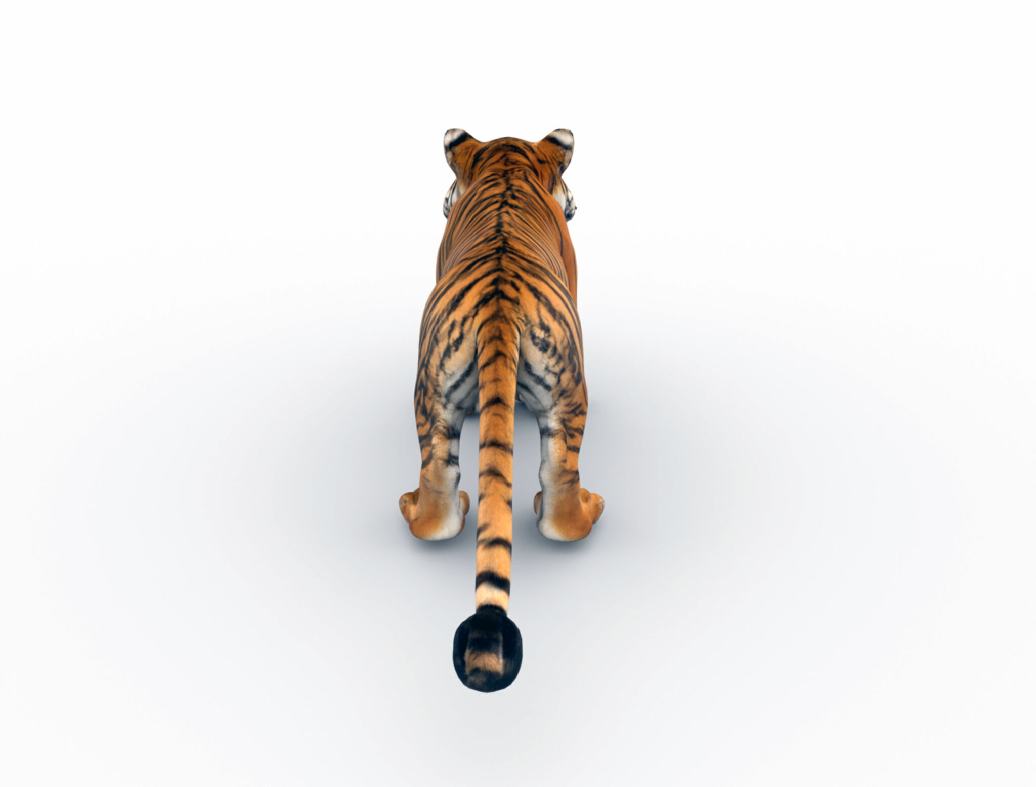 Bengal Tiger 3D Model  3D model_4