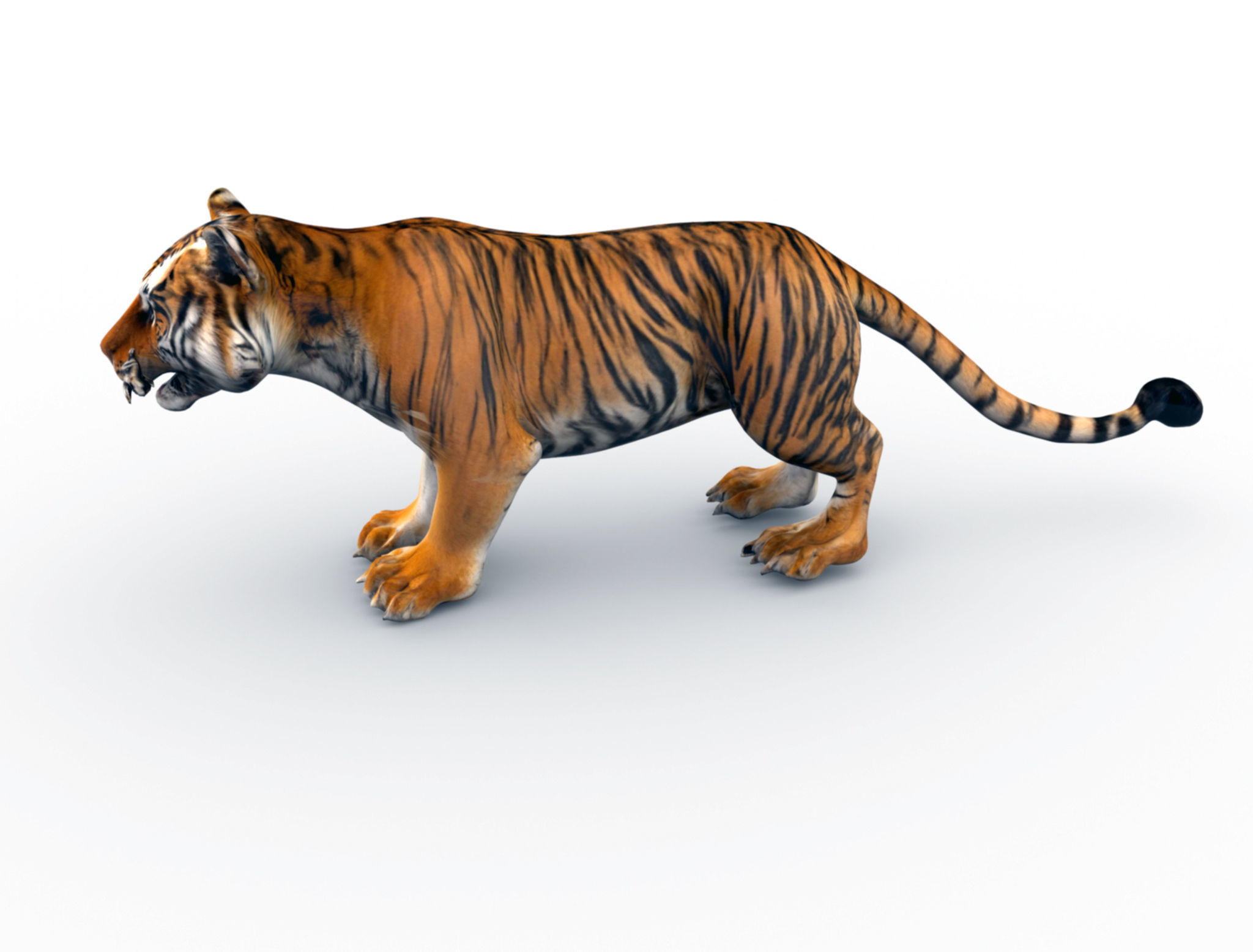 Bengal Tiger 3D Model  3D model_2