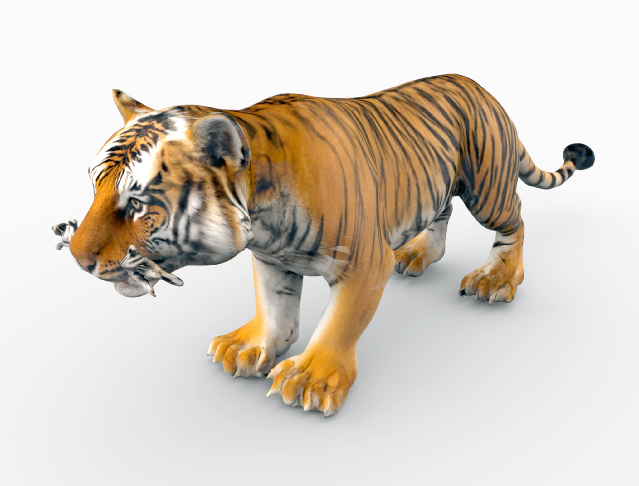 Bengal Tiger 3D Model  3D model_1