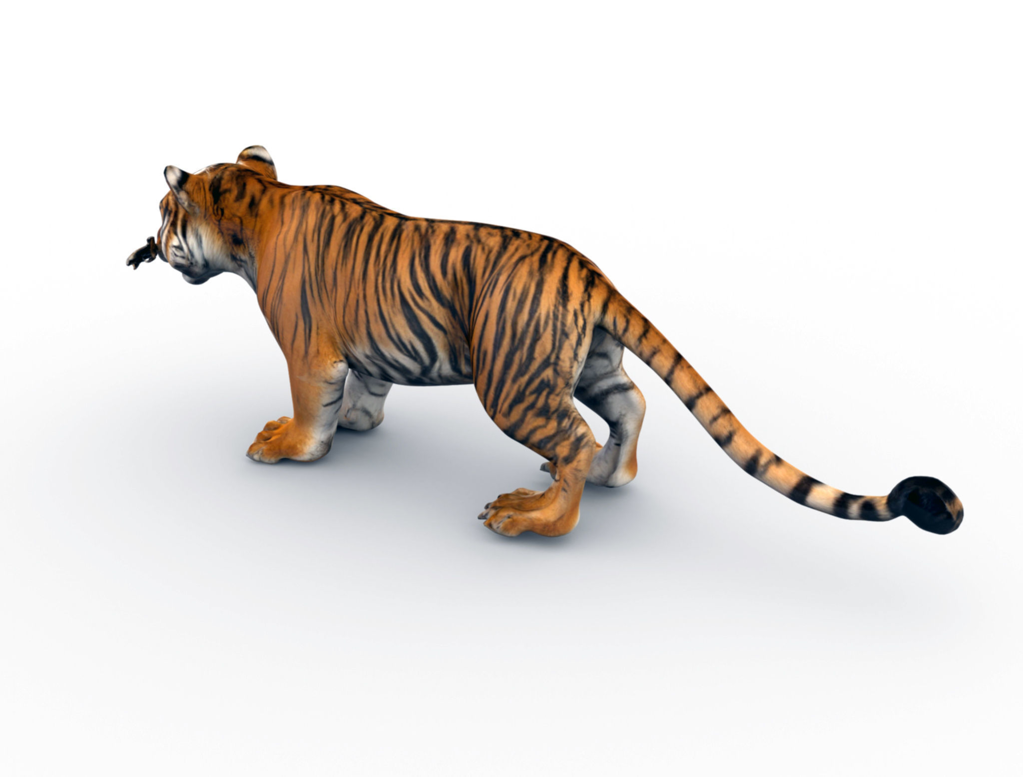 Bengal Tiger 3D Model  3D model_3