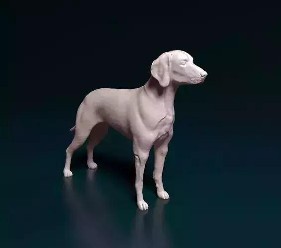 Weimaraner dog