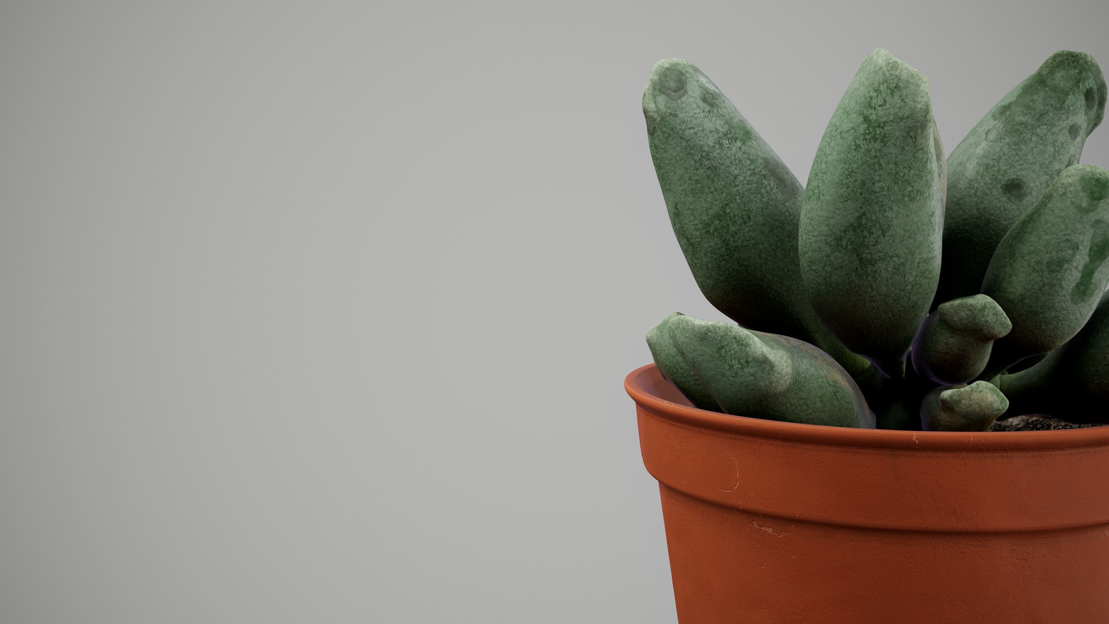 Succulent Plant Low-poly 3D model_9