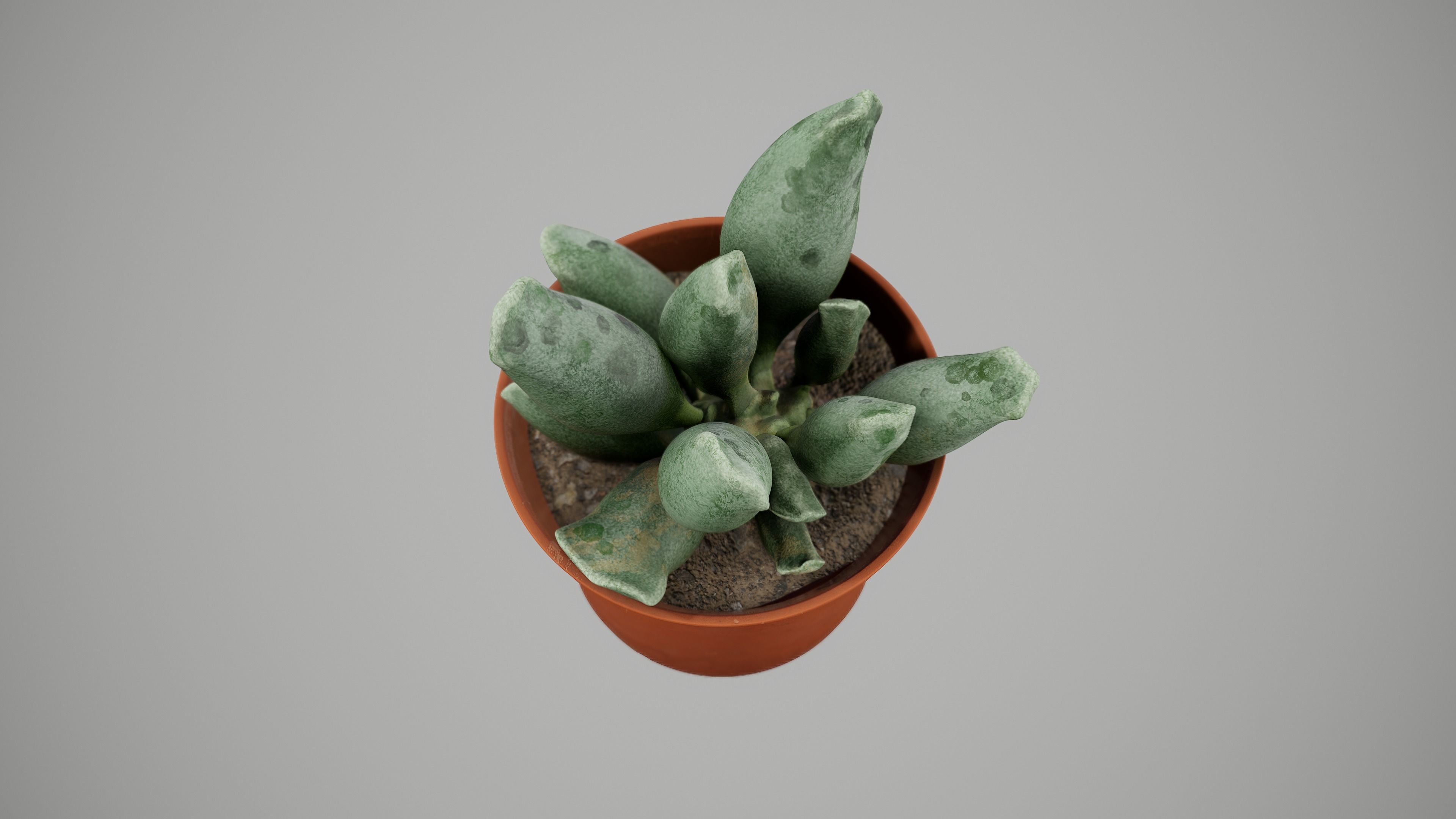Succulent Plant Low-poly 3D model_3