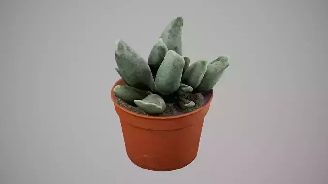 Succulent Plant Low-poly 3D model