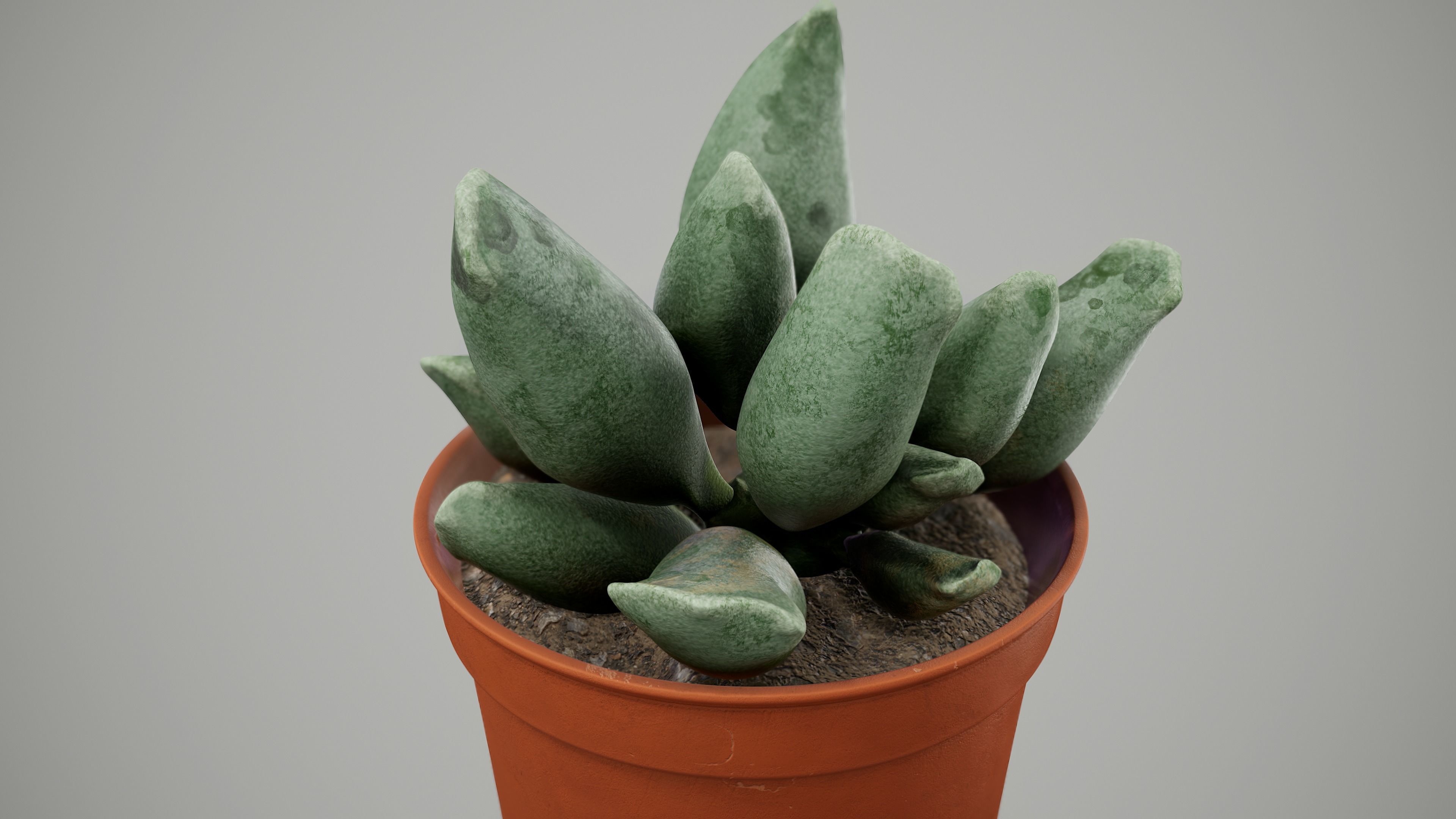 Succulent Plant Low-poly 3D model_5