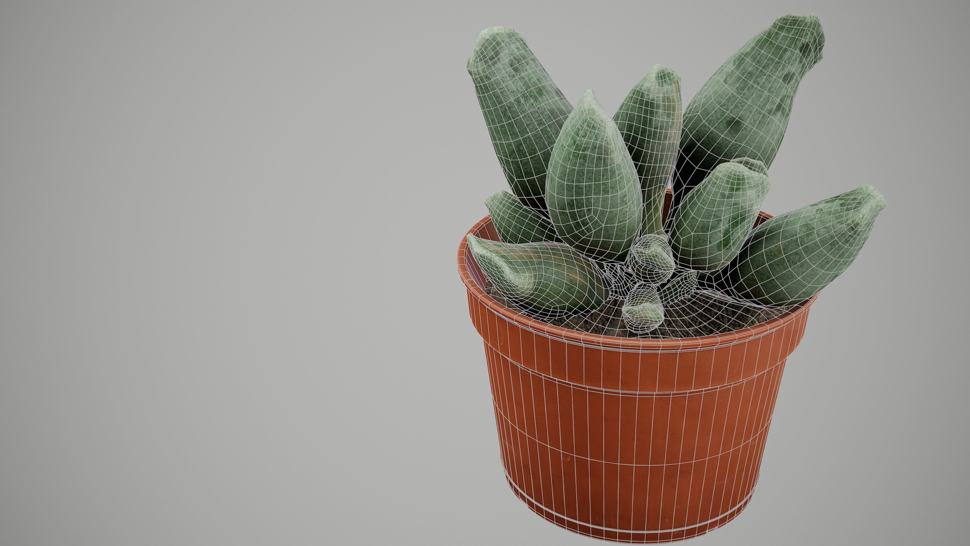 Succulent Plant Low-poly 3D model_13