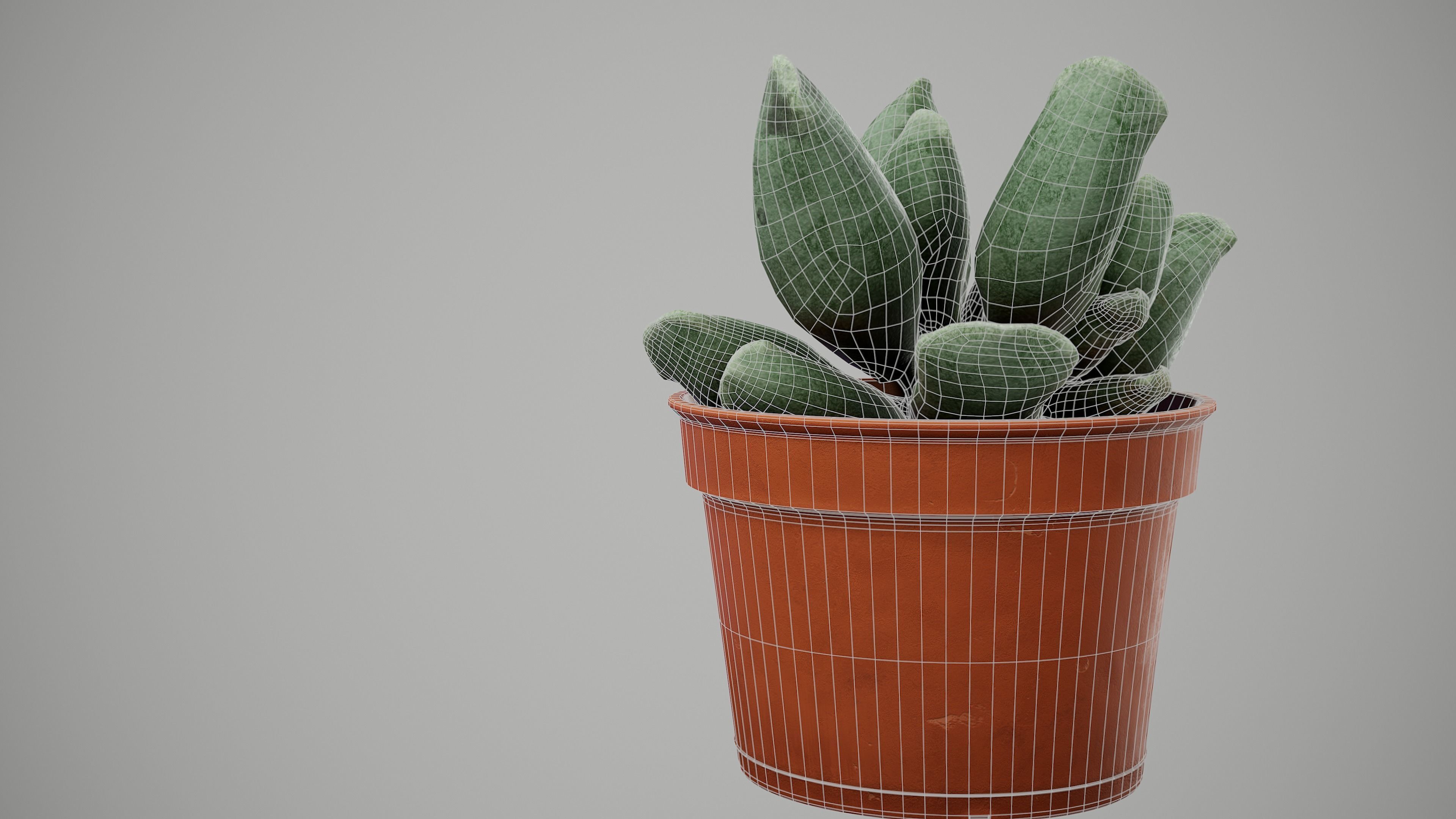 Succulent Plant Low-poly 3D model_8