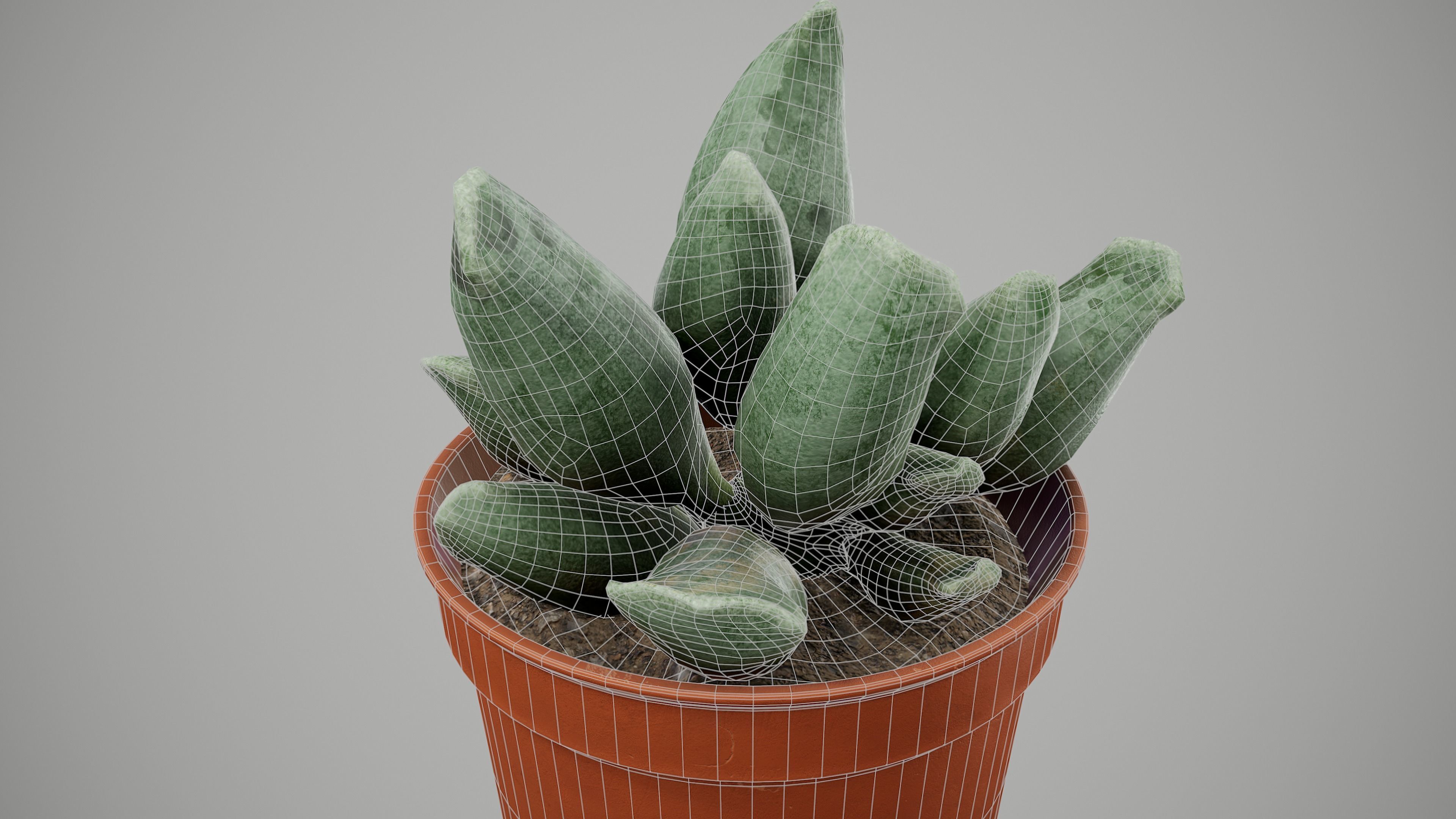 Succulent Plant Low-poly 3D model_6