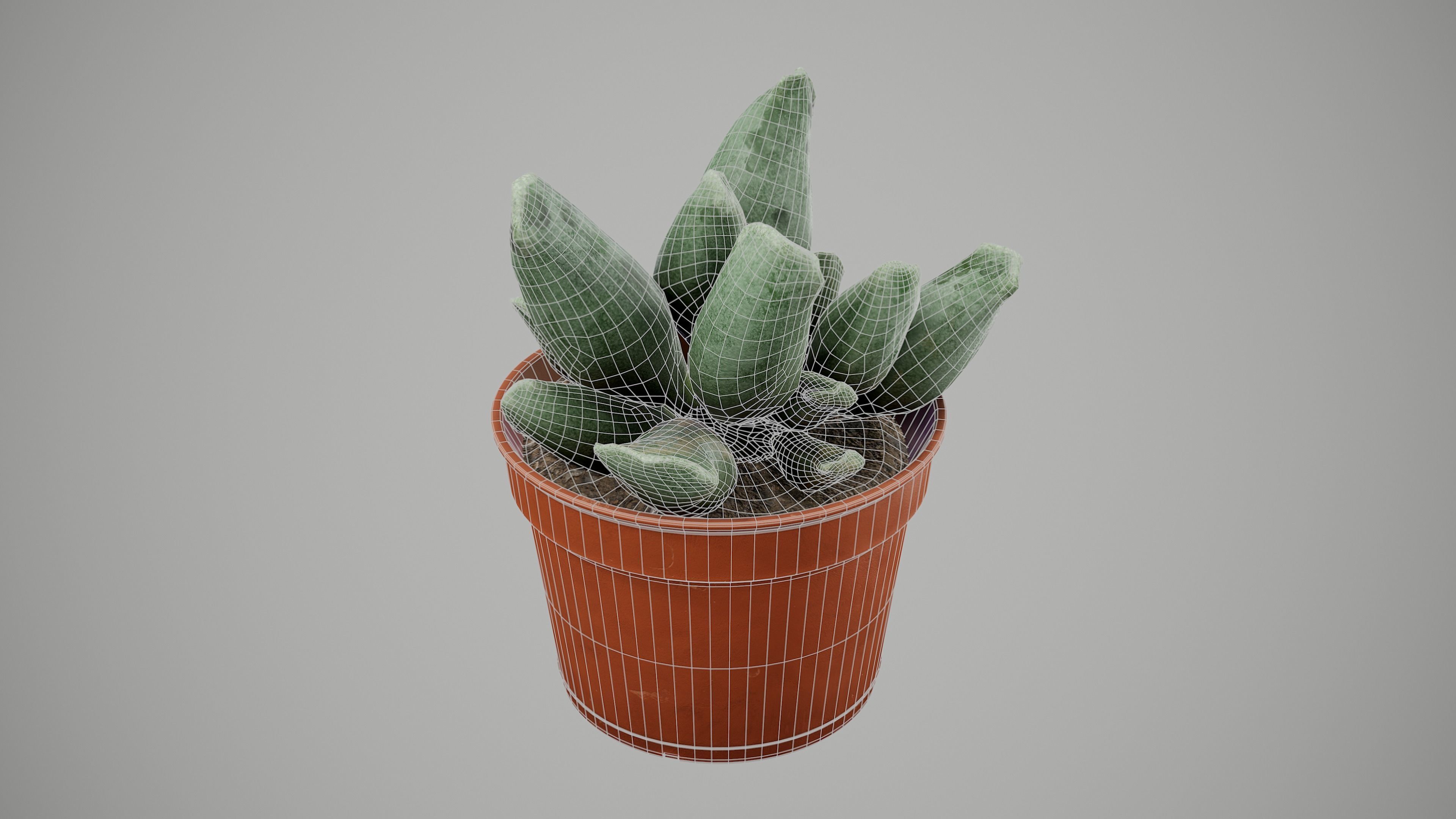 Succulent Plant Low-poly 3D model_15
