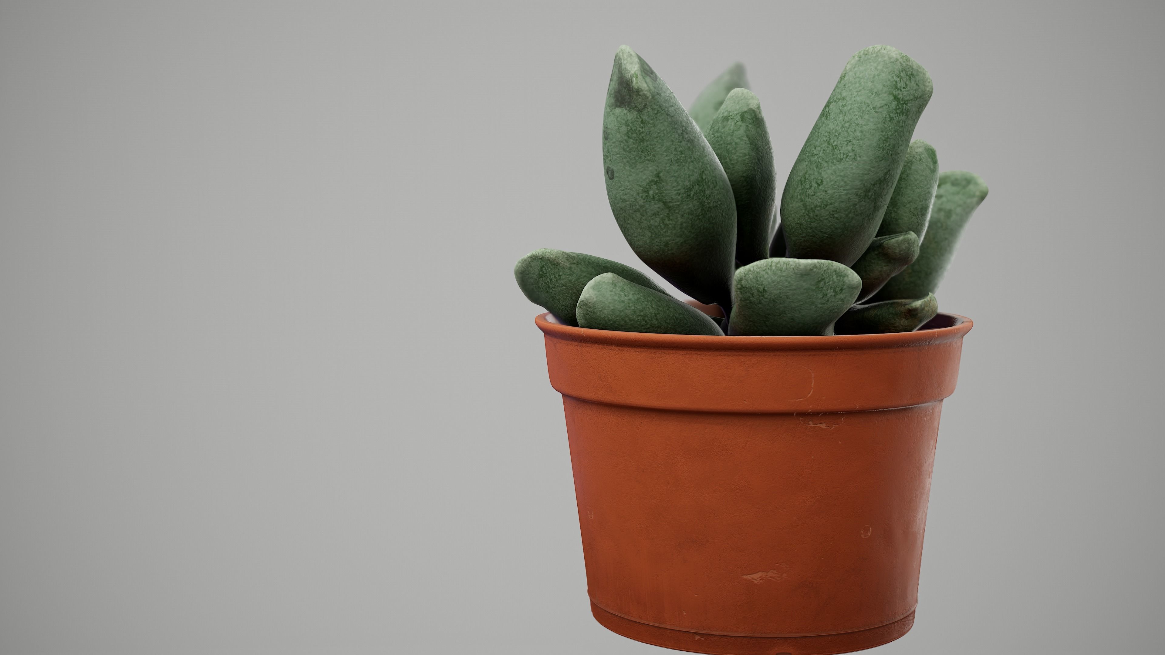 Succulent Plant Low-poly 3D model_7