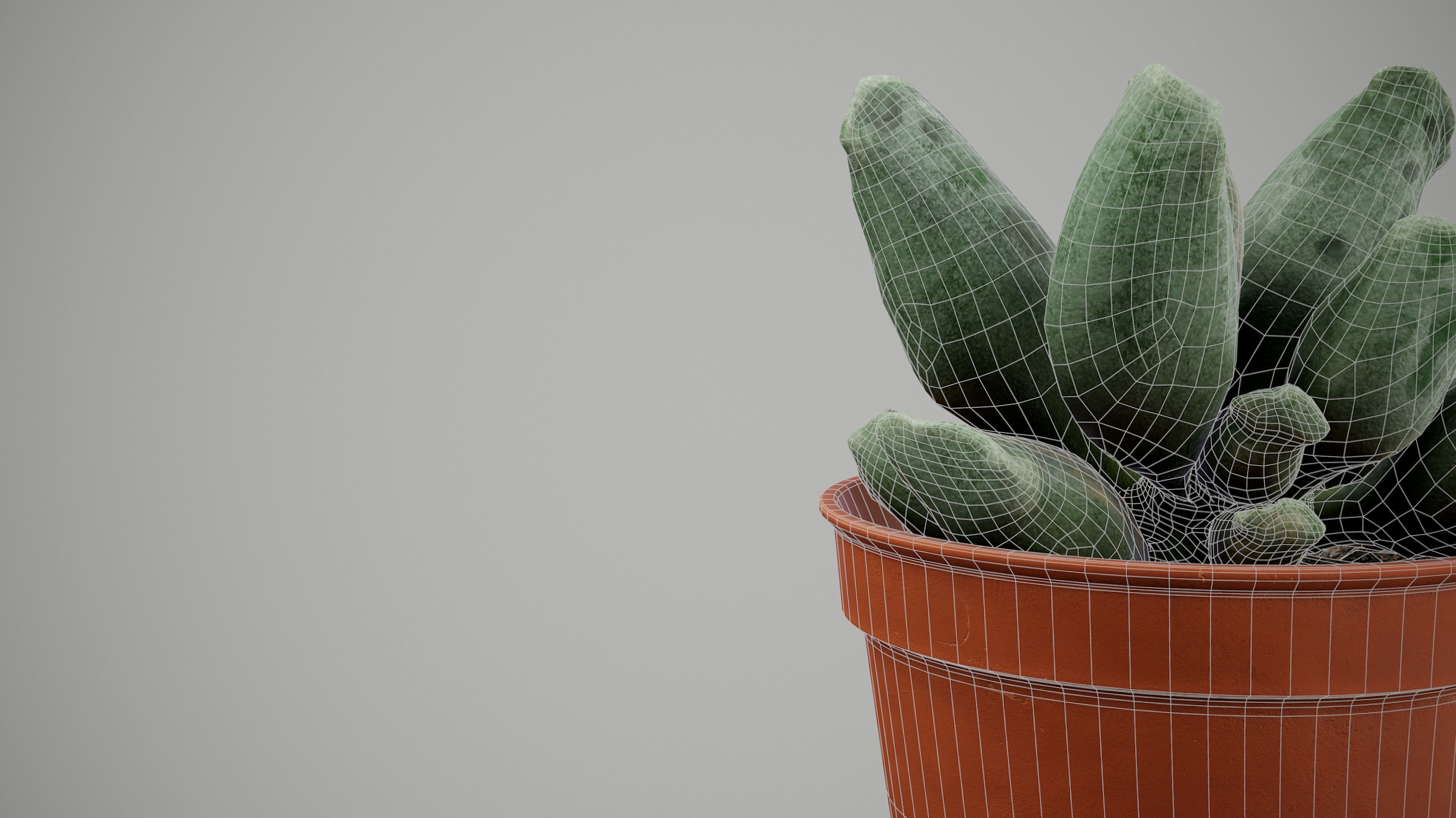 Succulent Plant Low-poly 3D model_11