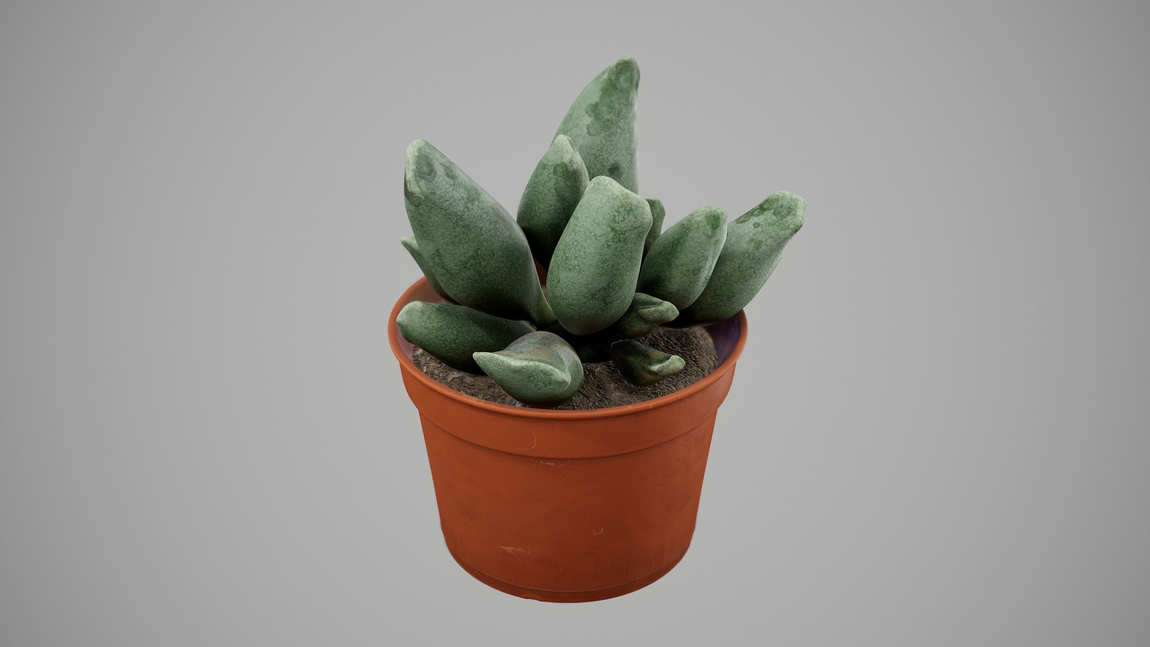 Succulent Plant Low-poly 3D model_14