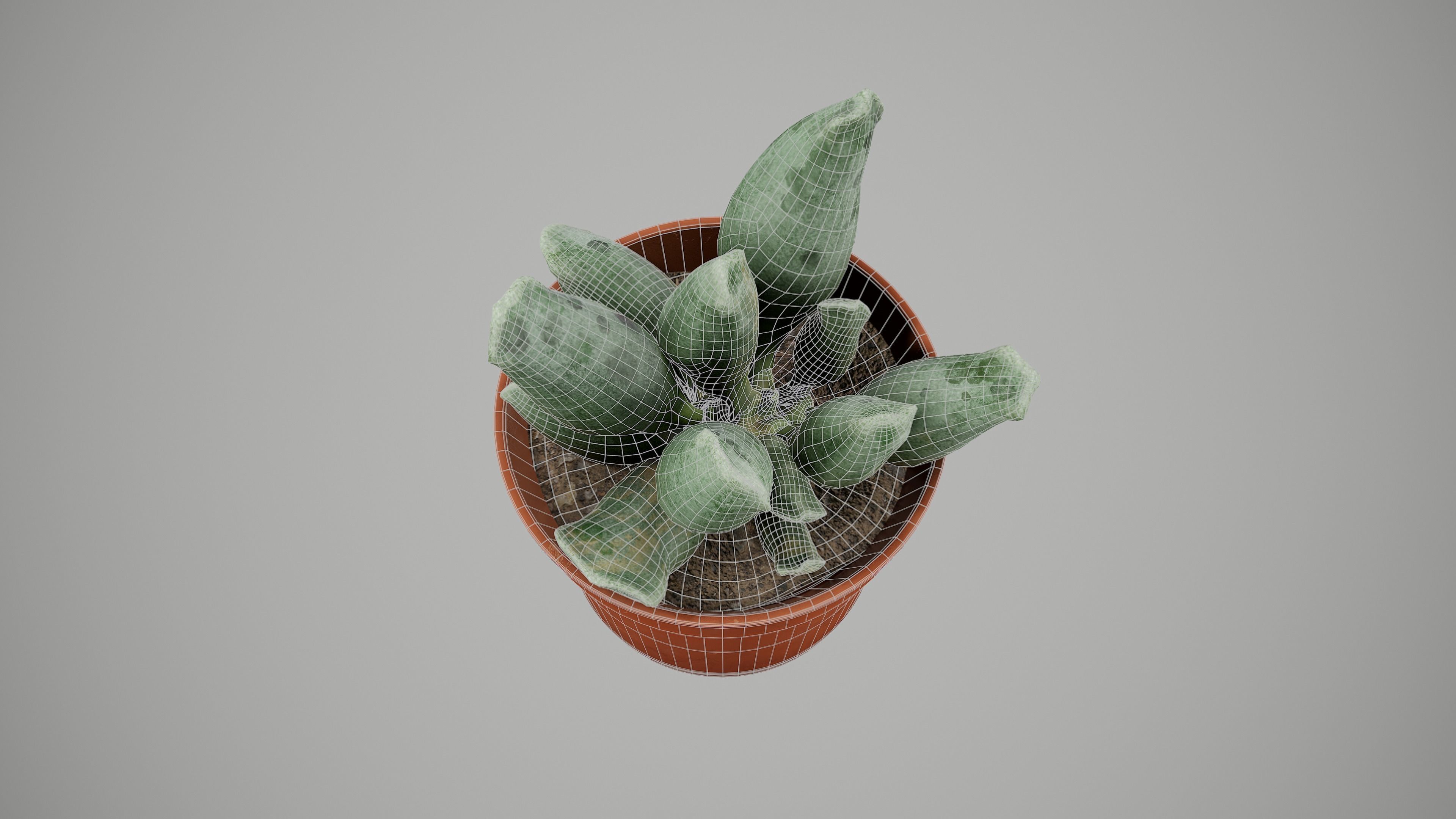 Succulent Plant Low-poly 3D model_4