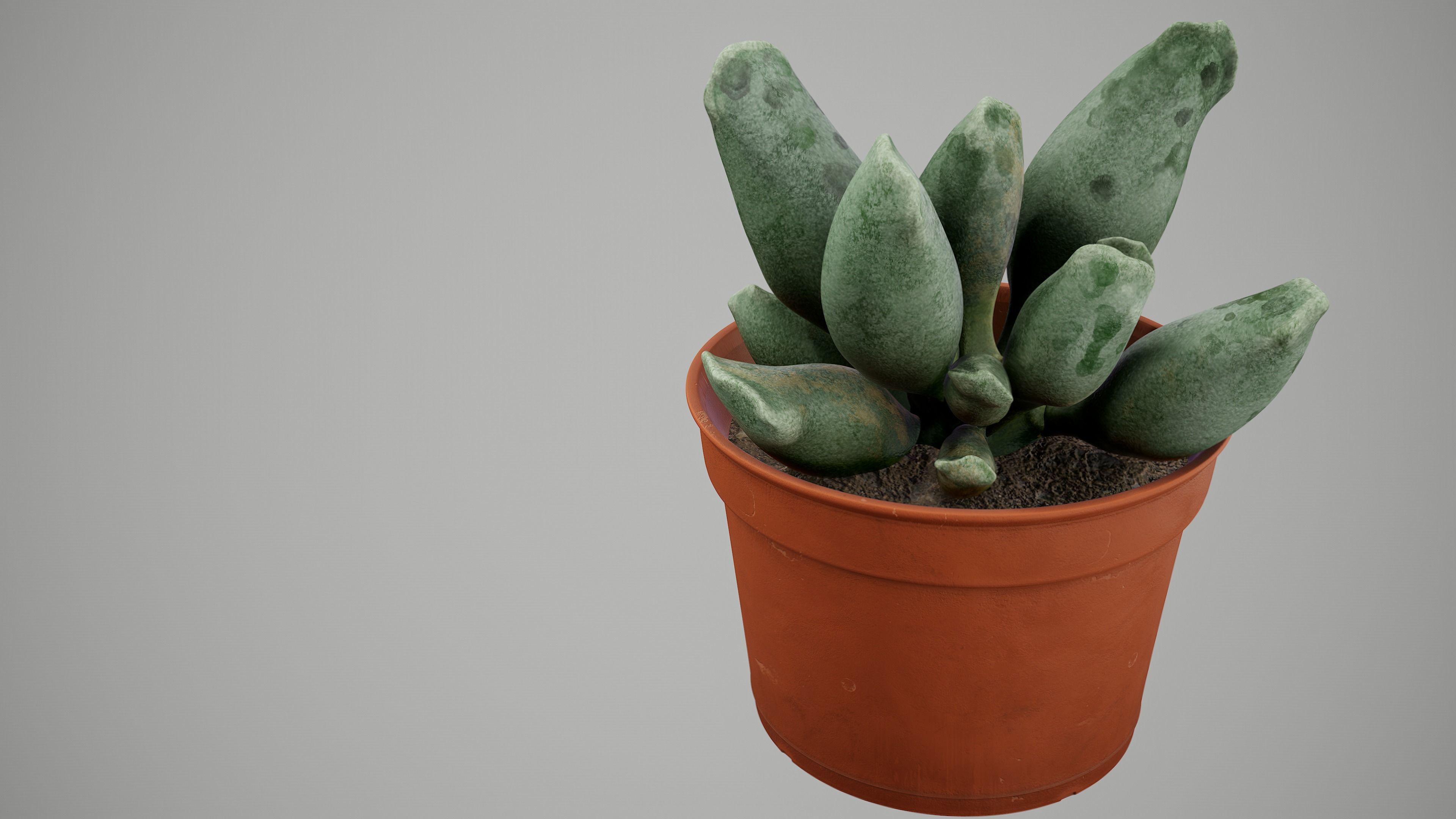 Succulent Plant Low-poly 3D model_12