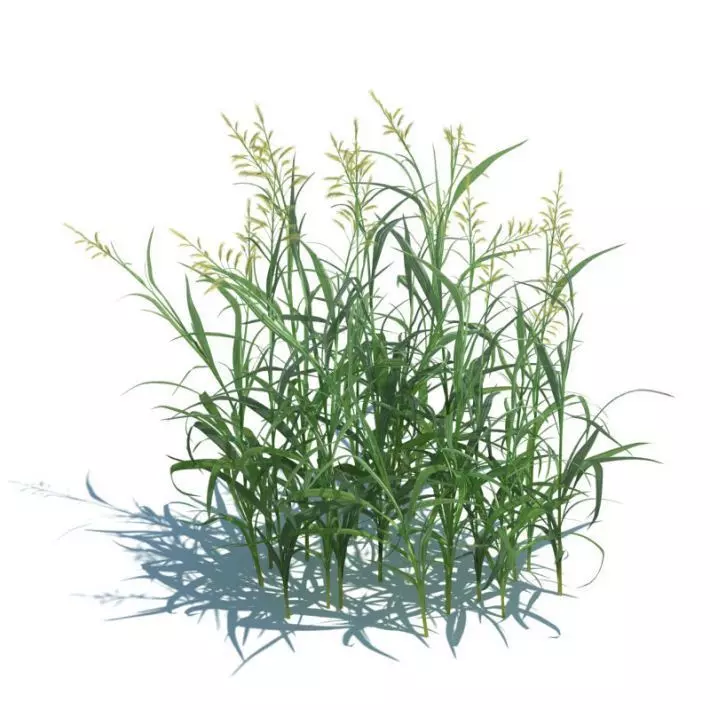 Tall Green Grass 3D model_0