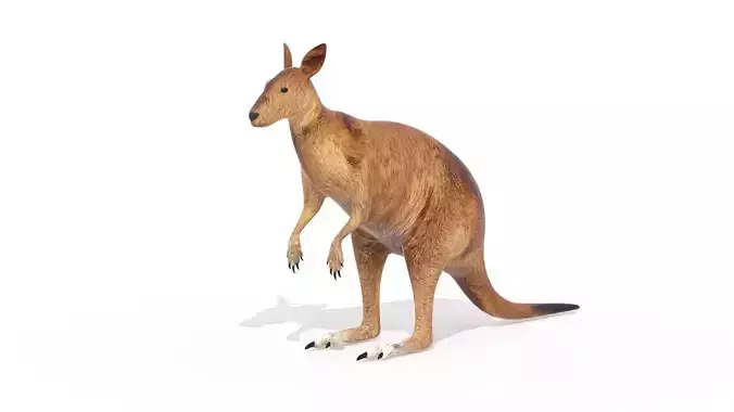 Kangaroo Low Poly Australian Animal 3D model