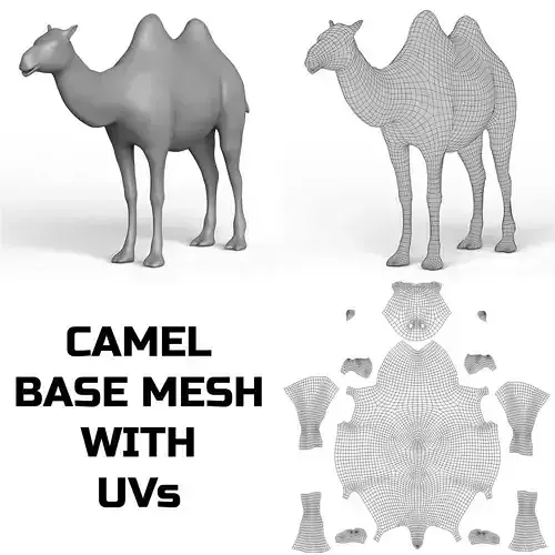 Camel Base Mesh
