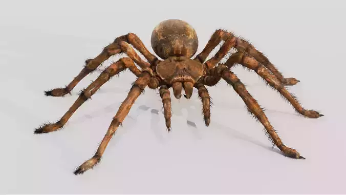 spider goliath - Rigged 3D model