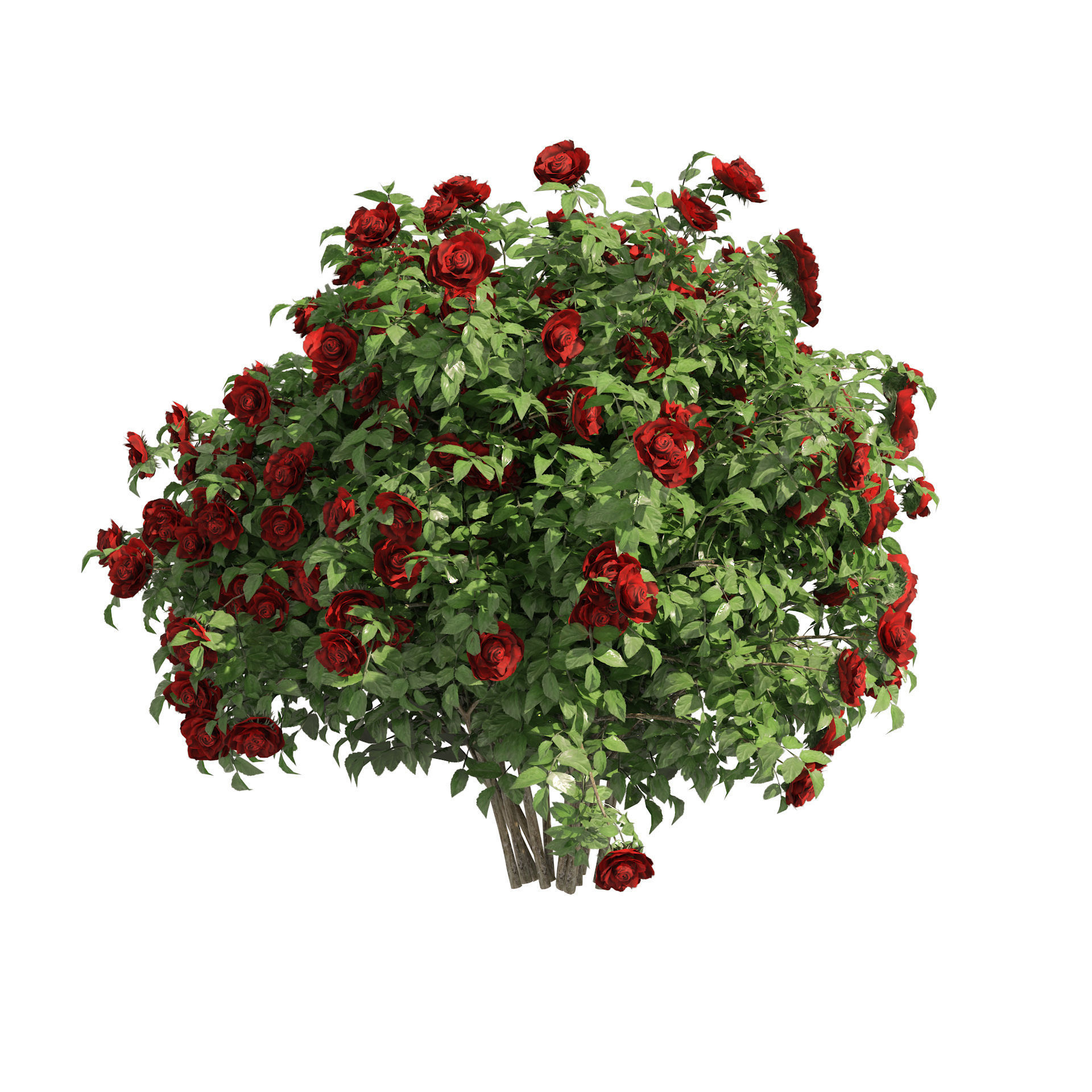 3 Red Rose Flower Bush Low Poly Low-poly 3D model_1