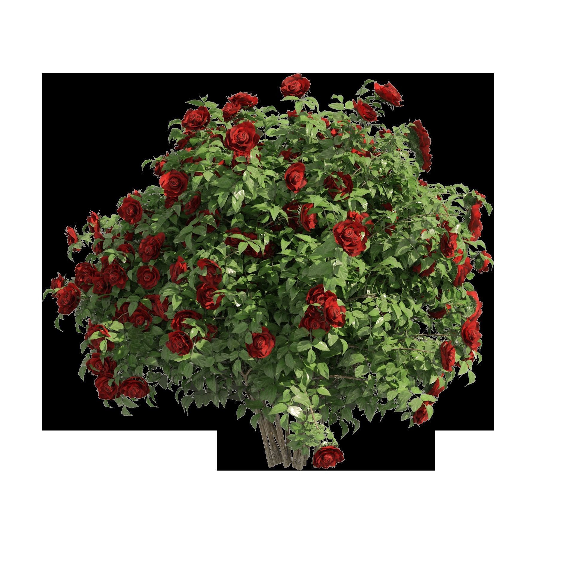 3 Red Rose Flower Bush Low Poly Low-poly 3D model_7
